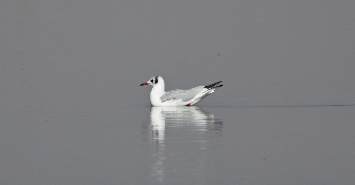 Black-headed Gull - ML644360614