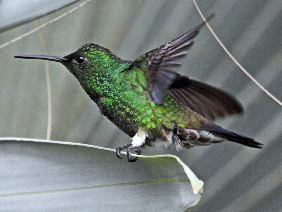 kolibrík ocelovořitý - ML644360616