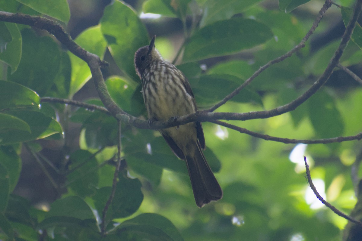 Javan Bulbul - ML644360617