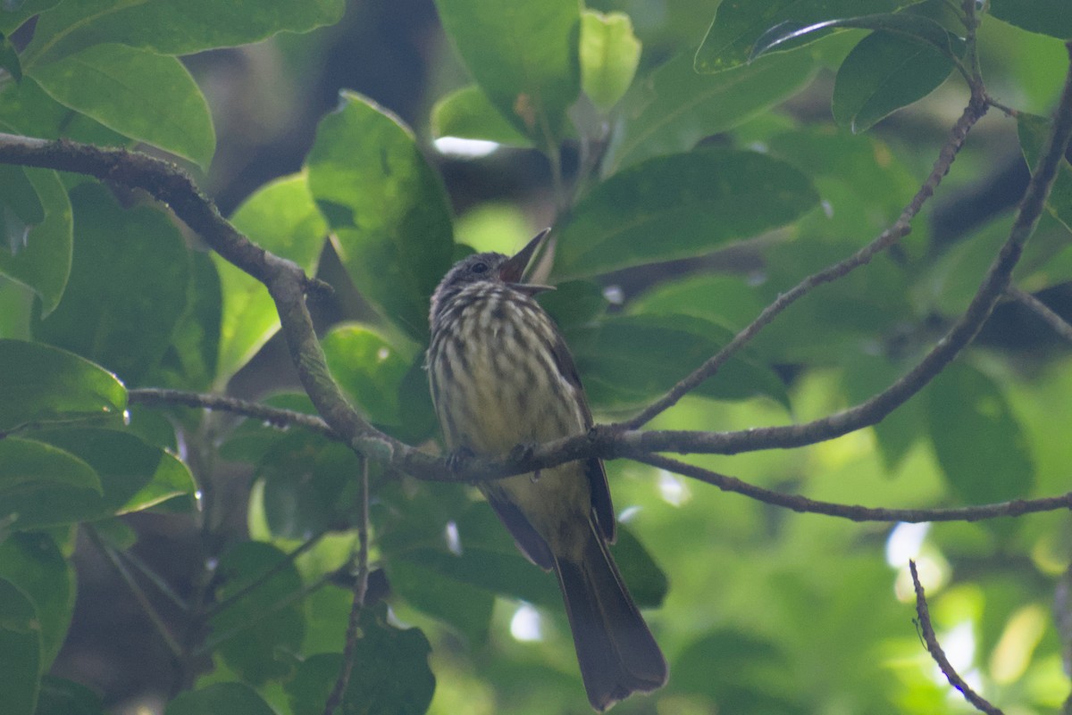 Javan Bulbul - ML644360618