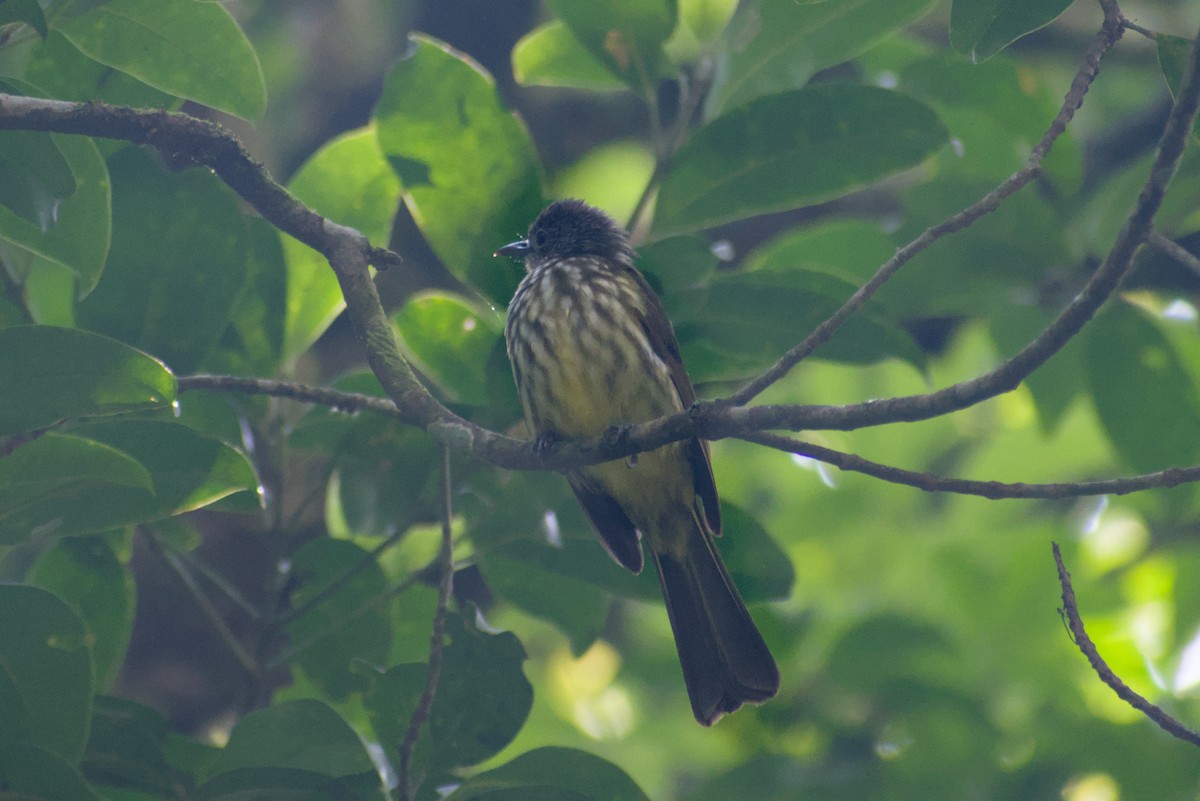 Javan Bulbul - ML644360619