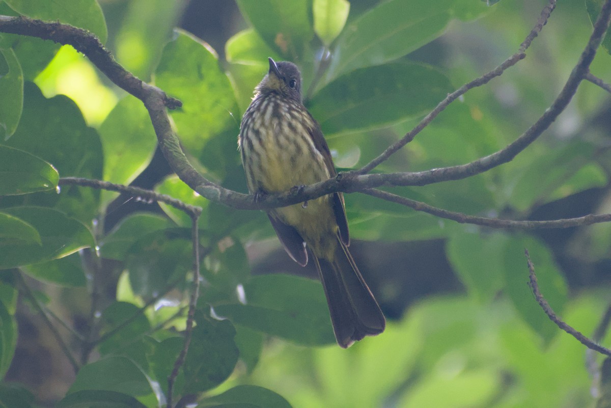 Javan Bulbul - ML644360620