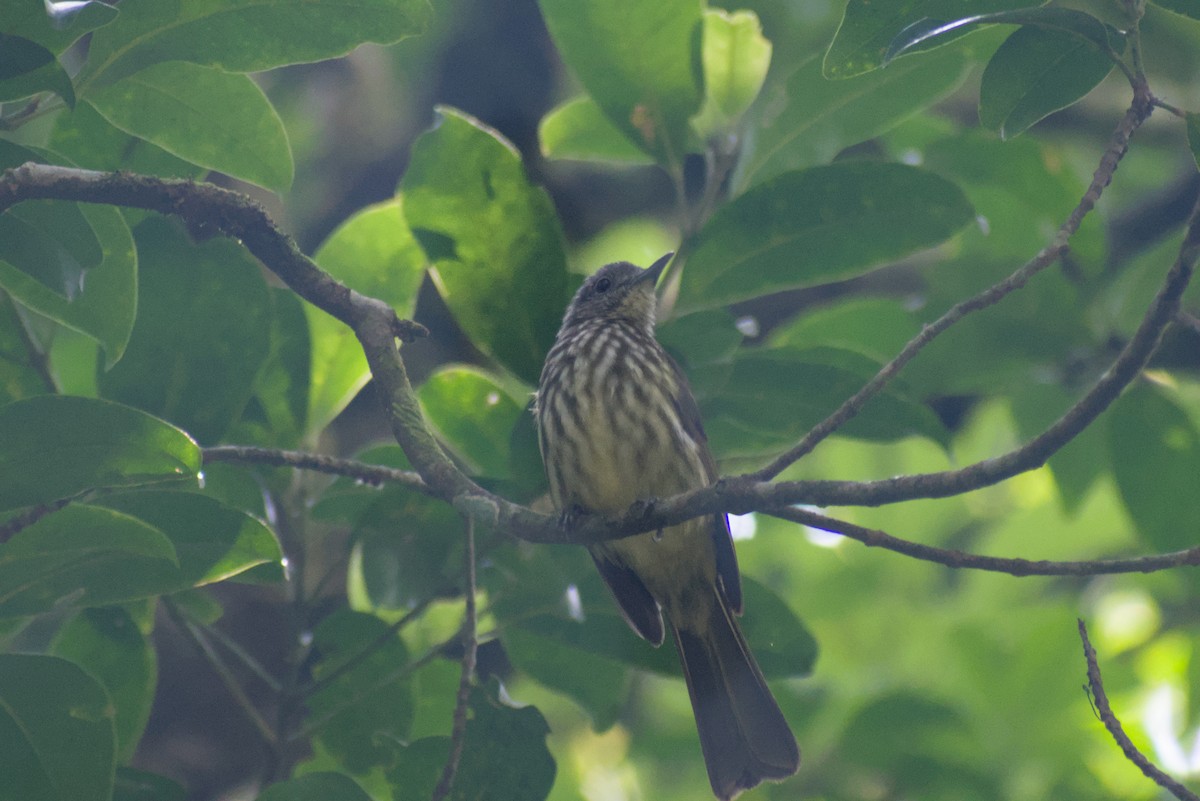 Javan Bulbul - ML644360621