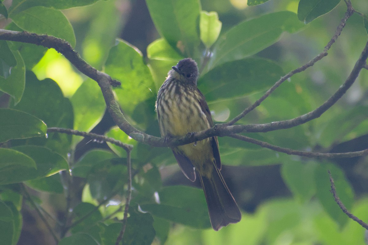 Javan Bulbul - ML644360622