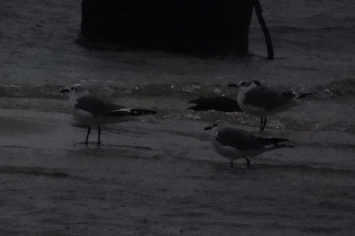 ワライカモメ - ML644360625