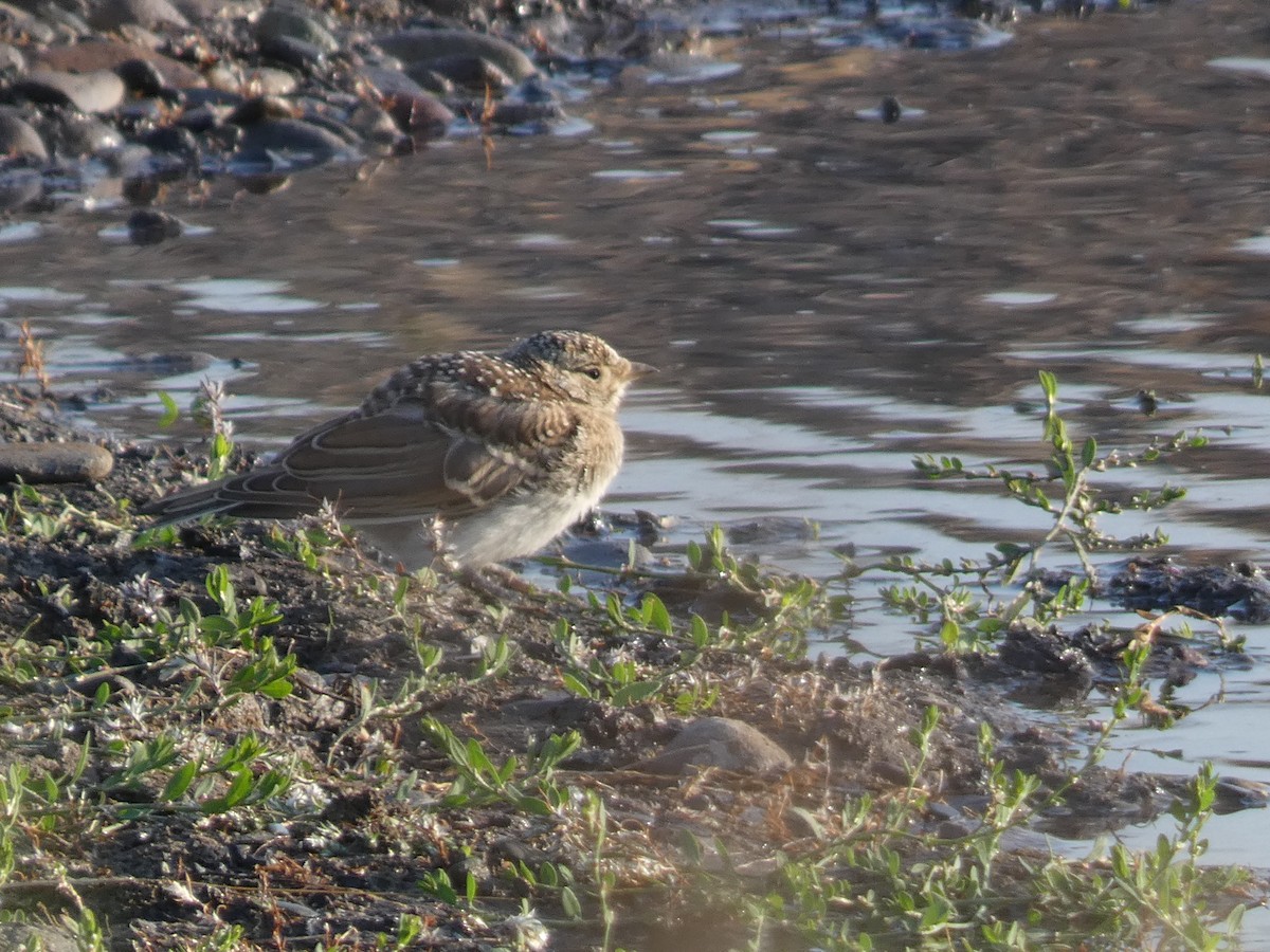 ハマヒバリ - ML644360632