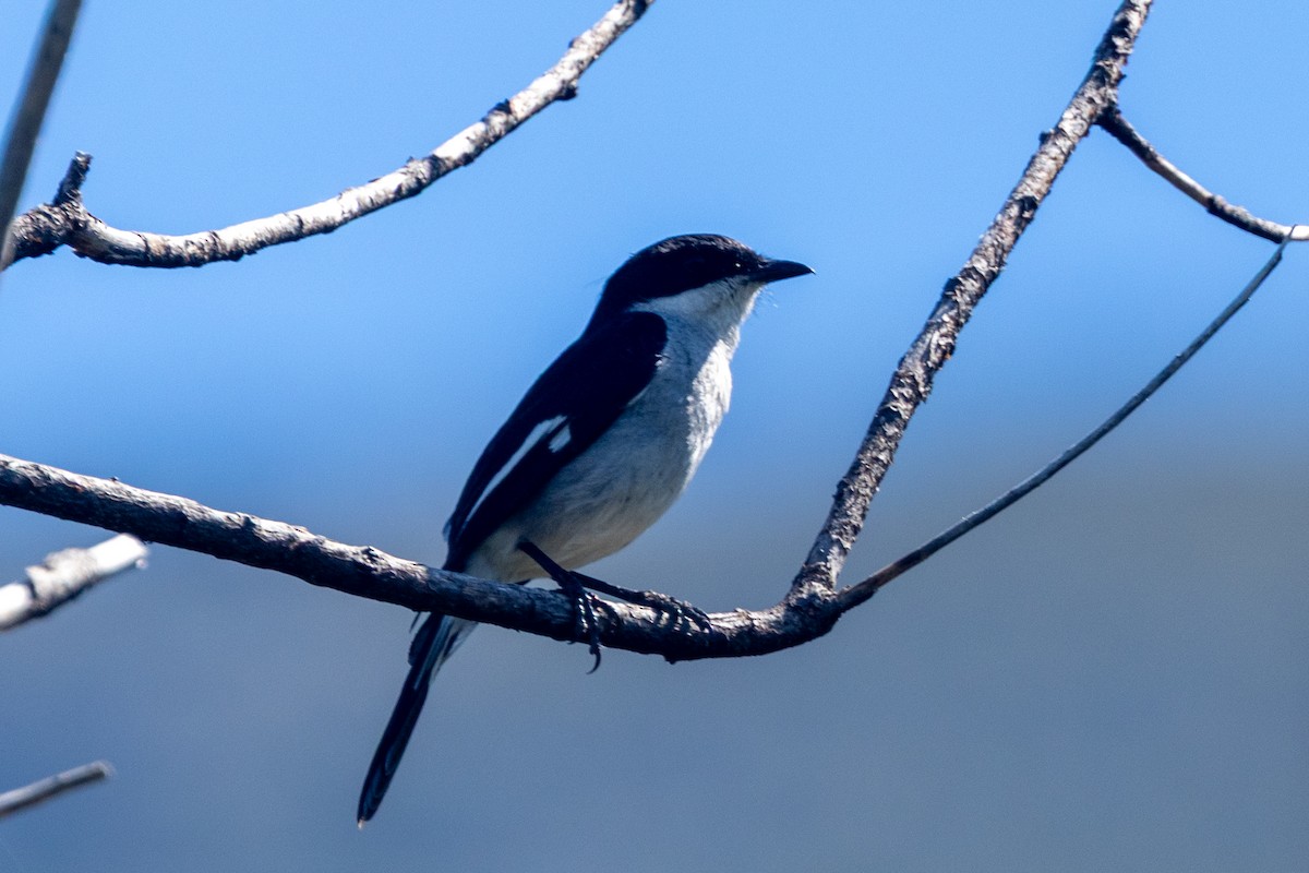 Fiscal Flycatcher - ML644360643