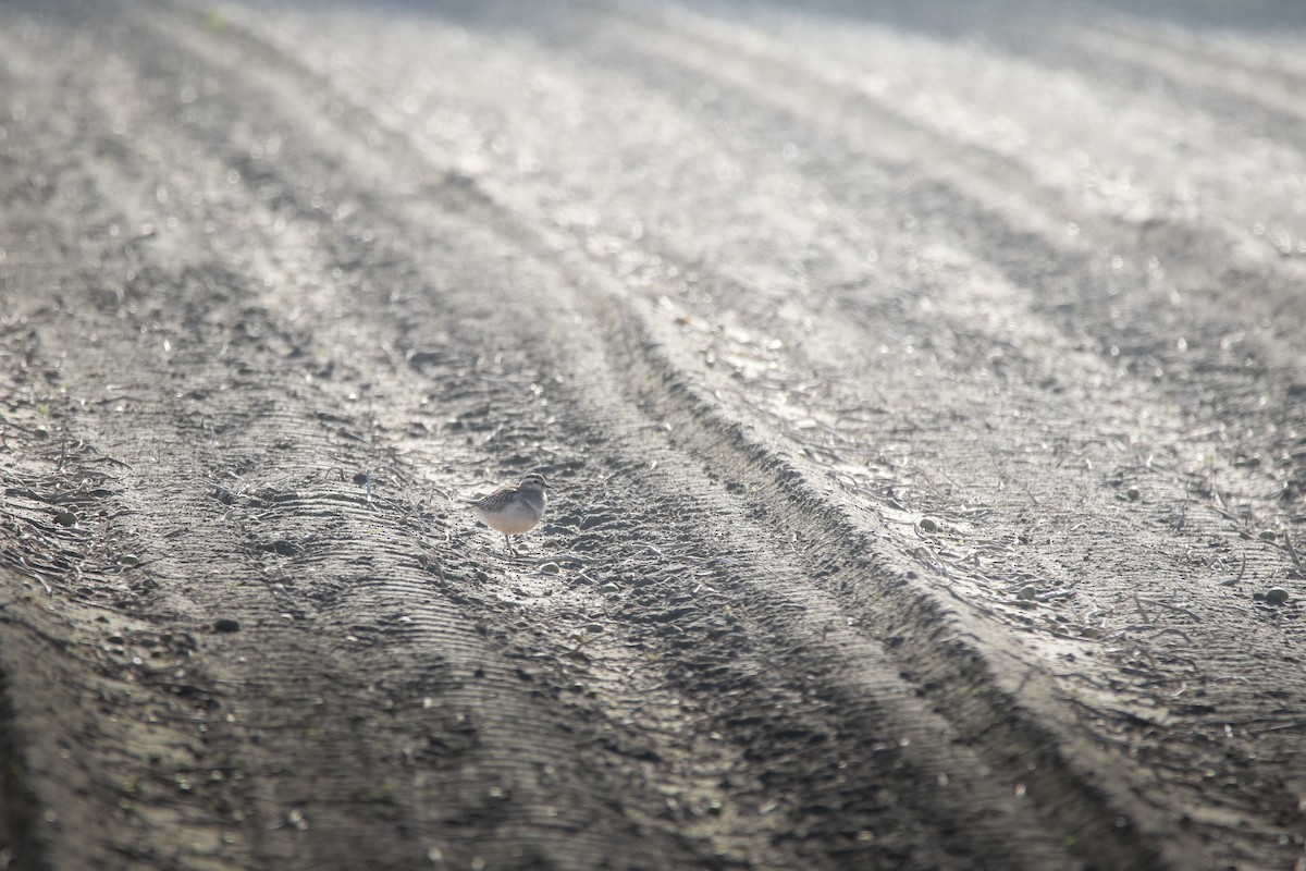 Eurasian Dotterel - ML644360651