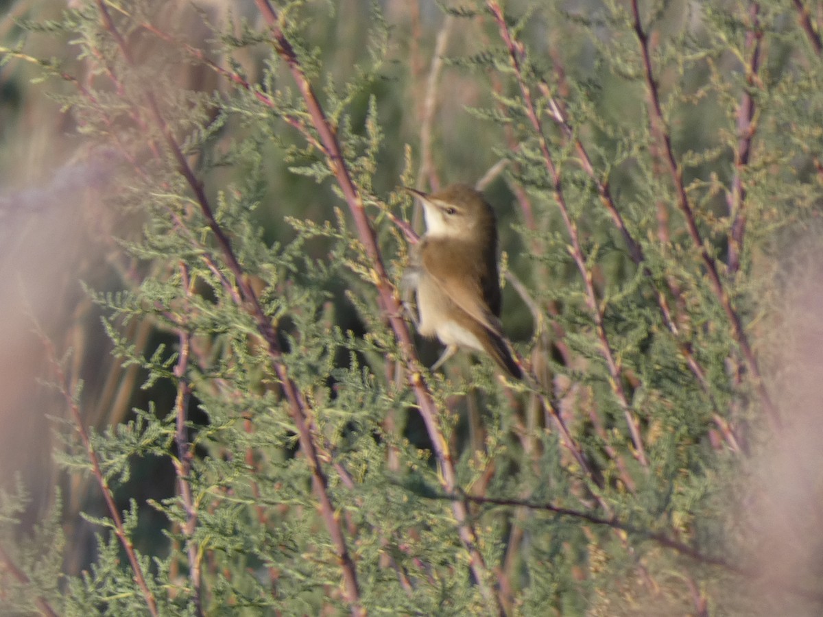 Rousserolle des buissons - ML644360657