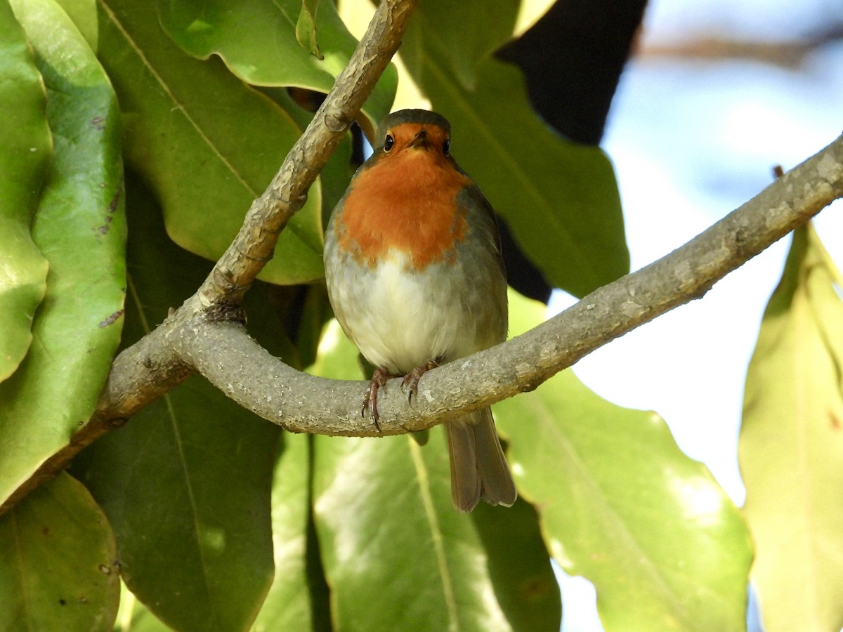 European Robin - ML644360658