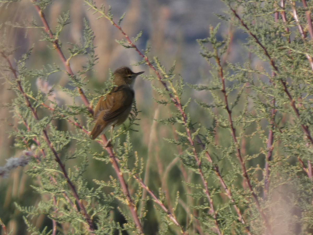Rousserolle des buissons - ML644360659