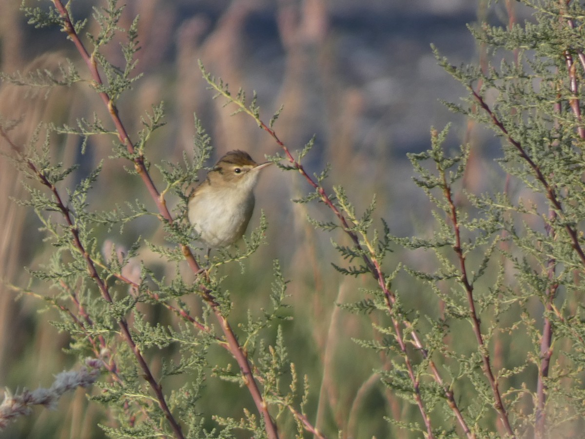 Rousserolle des buissons - ML644360660