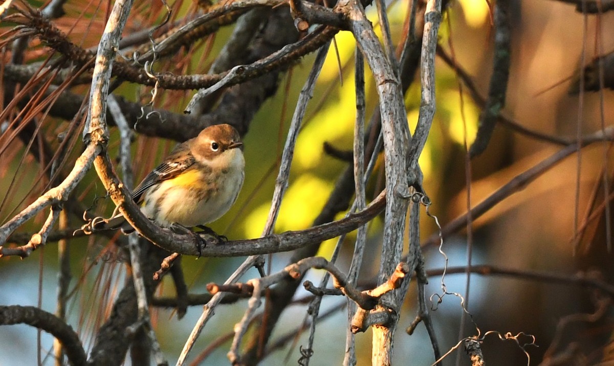 Taçlı Ötleğen - ML644360661