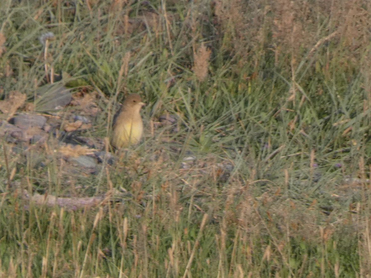 Kızıl Başlı Çinte - ML644360671