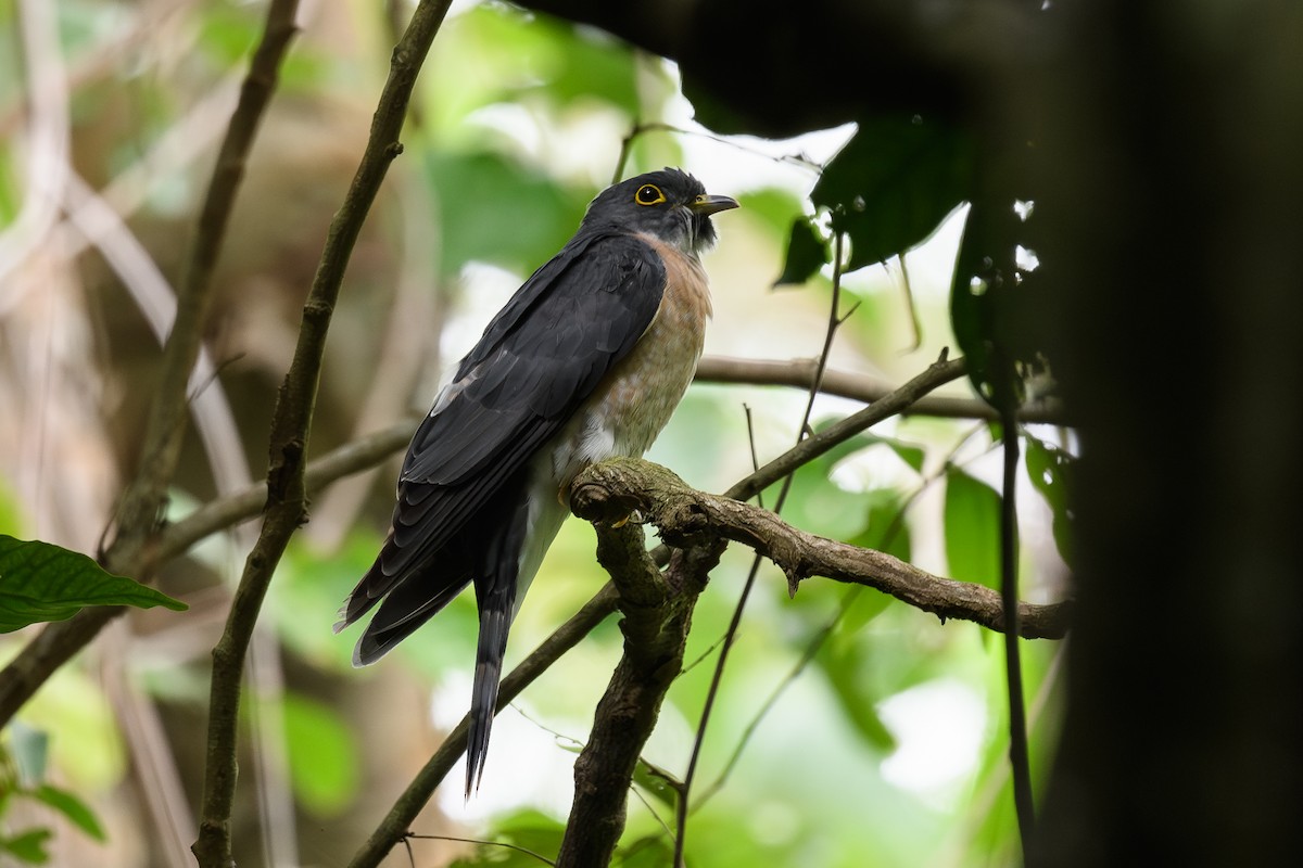 Northern Hawk-Cuckoo - ML644360674