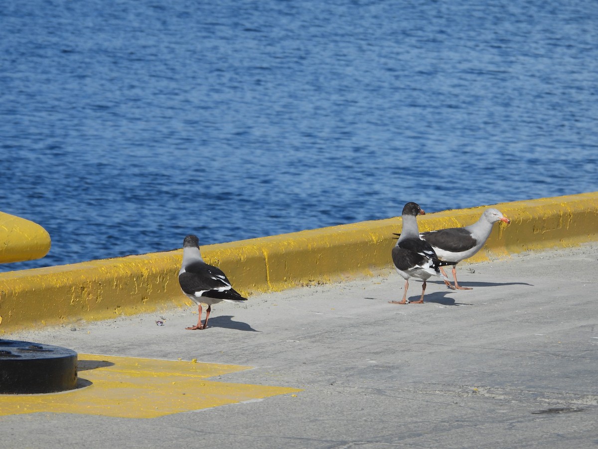 Dolphin Gull - ML644360675