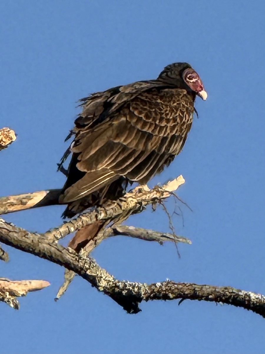Turkey Vulture - ML644360690