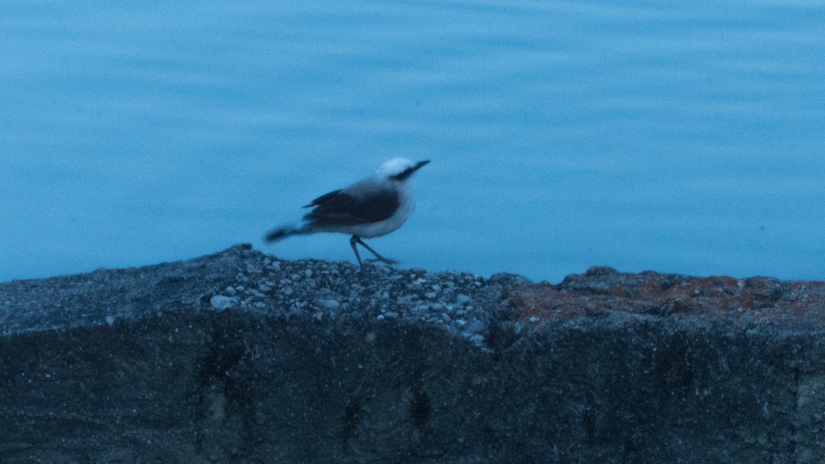 Masked Water-Tyrant - ML644360692