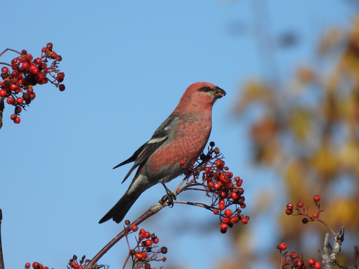 ギンザンマシコ - ML644360695