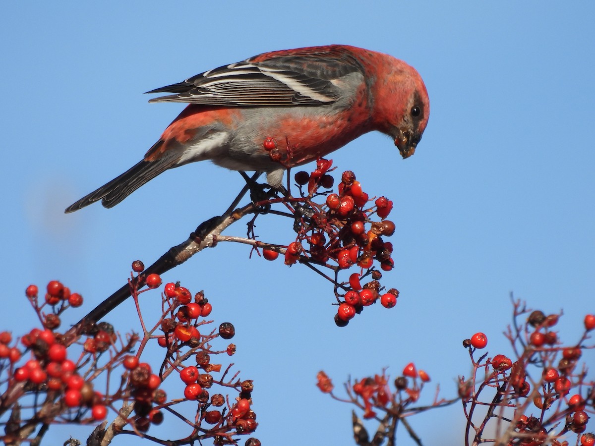 ギンザンマシコ - ML644360696