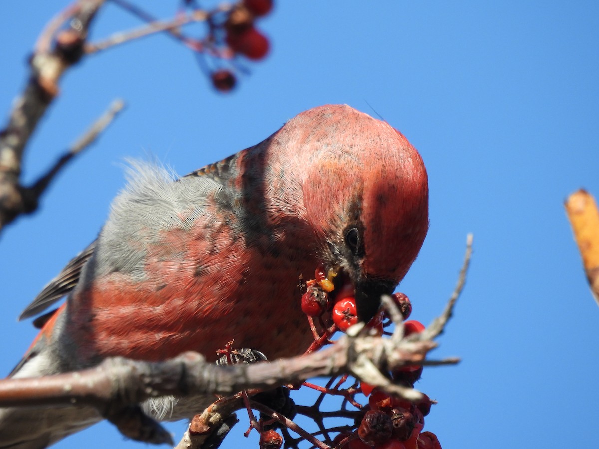 ギンザンマシコ - ML644360699