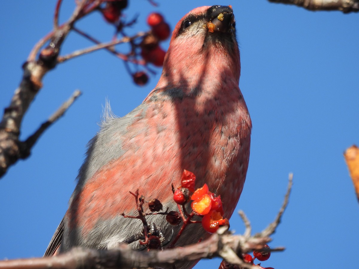 ギンザンマシコ - ML644360700