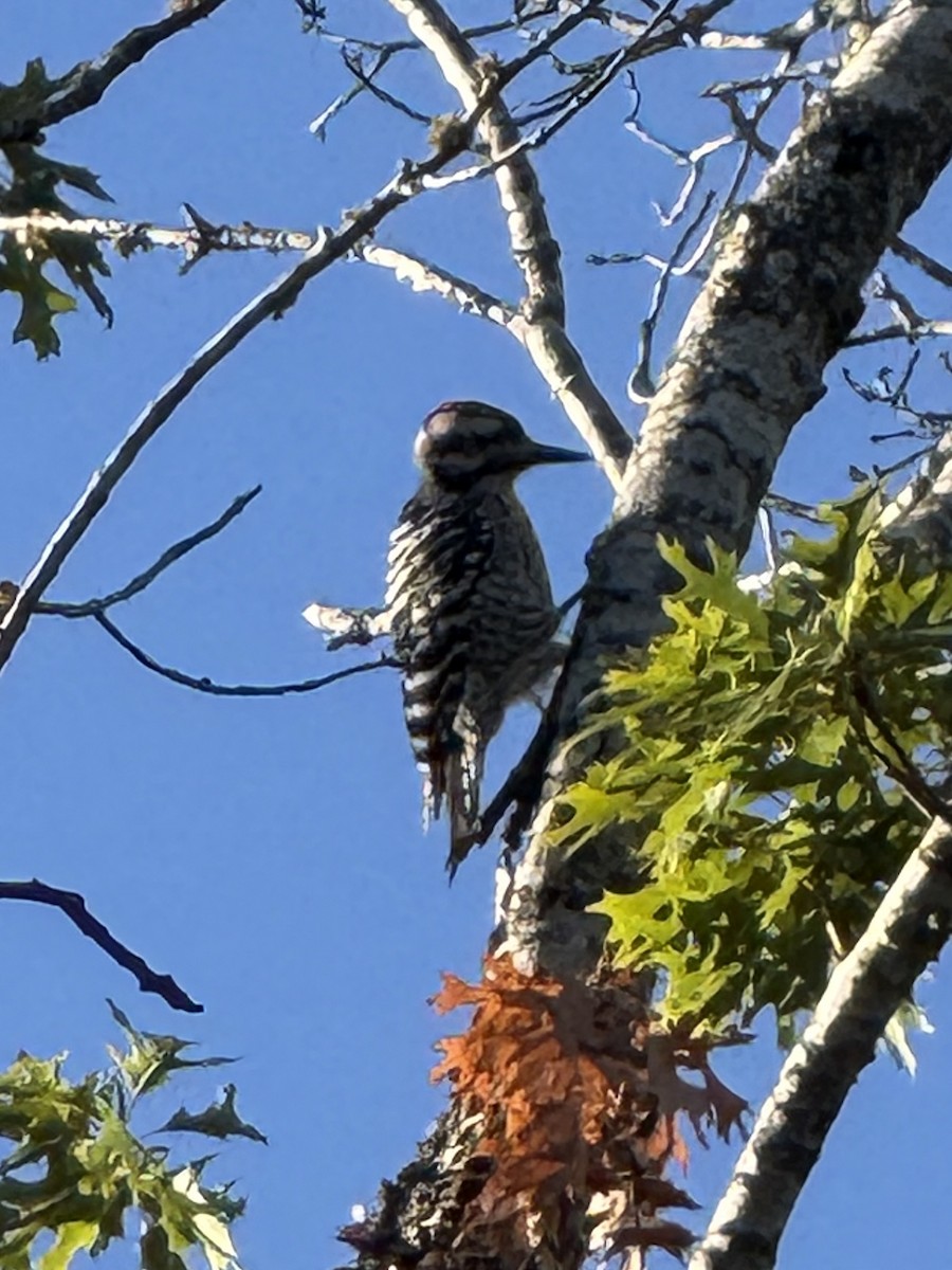 Ladder-backed Woodpecker - ML644360703