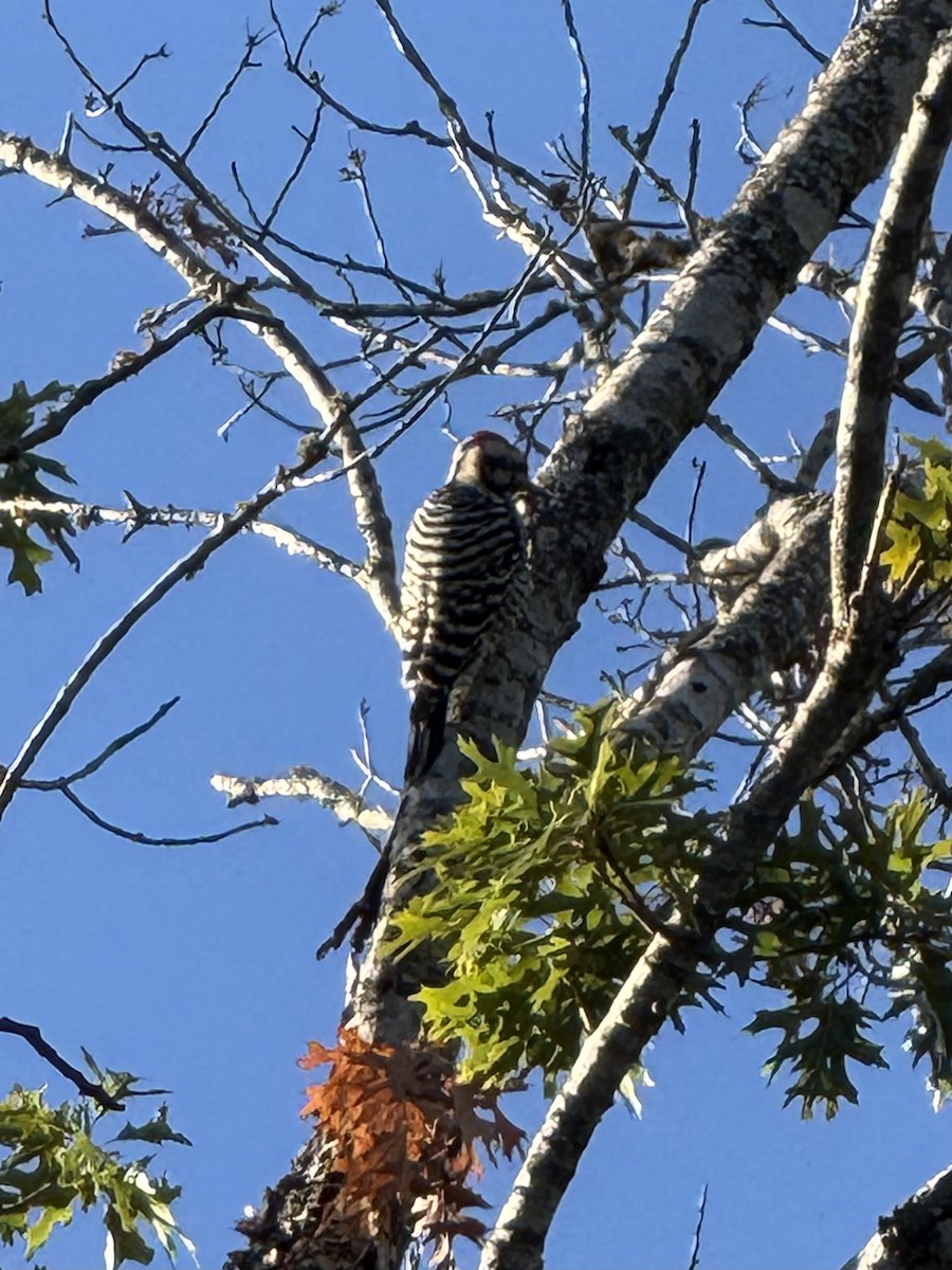 Ladder-backed Woodpecker - ML644360704