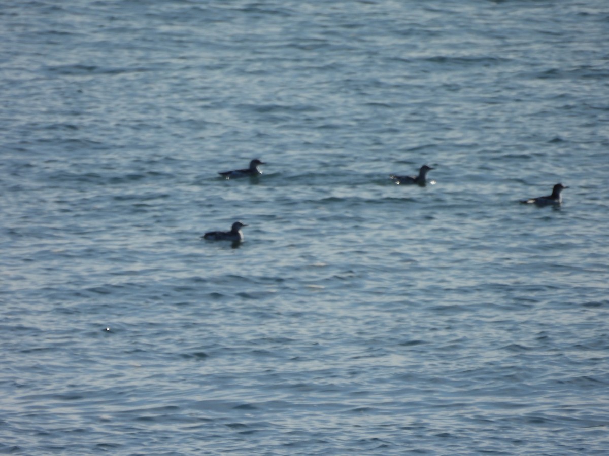 אוריה שחורה - ML644360706