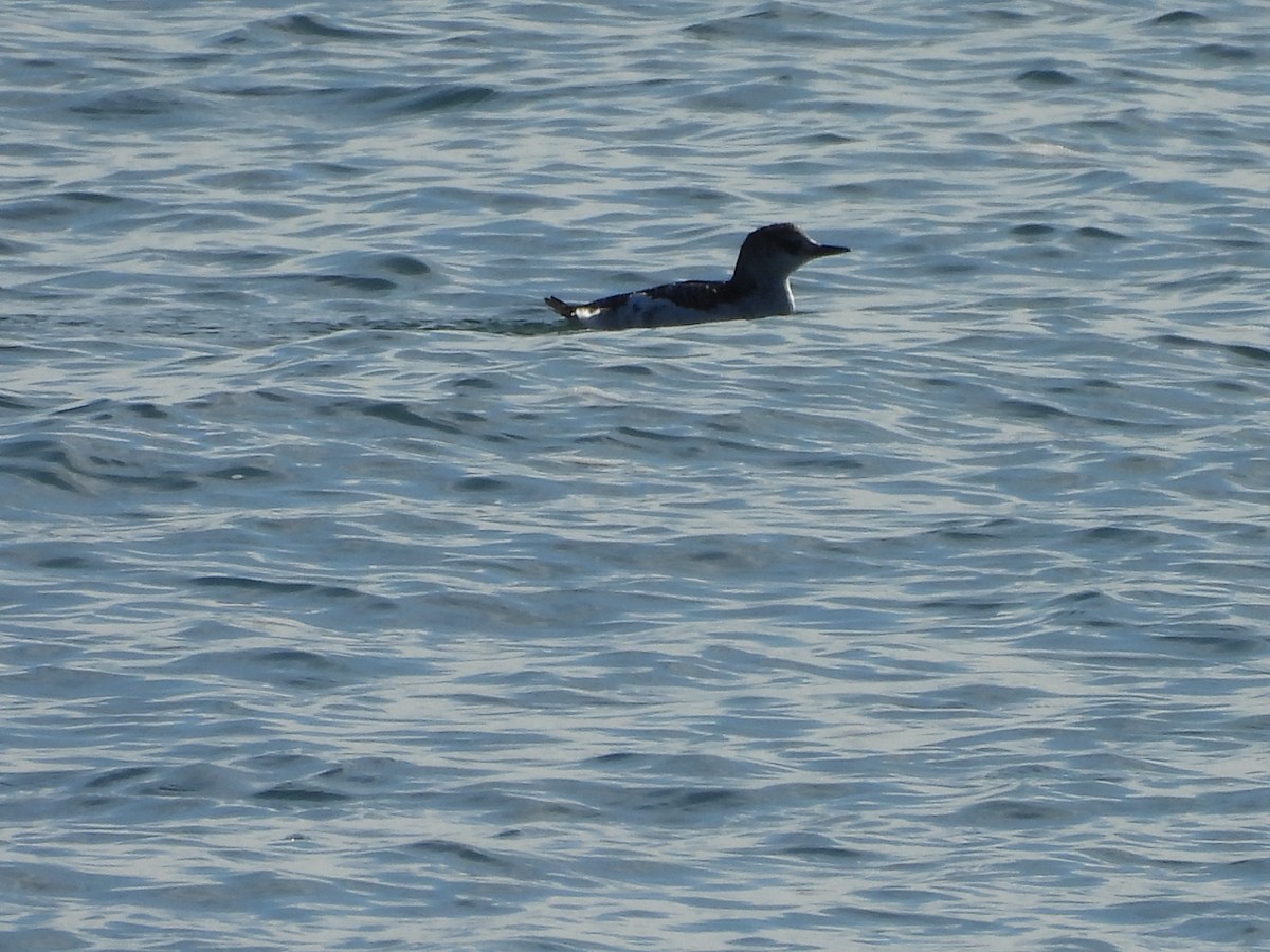 אוריה שחורה - ML644360707