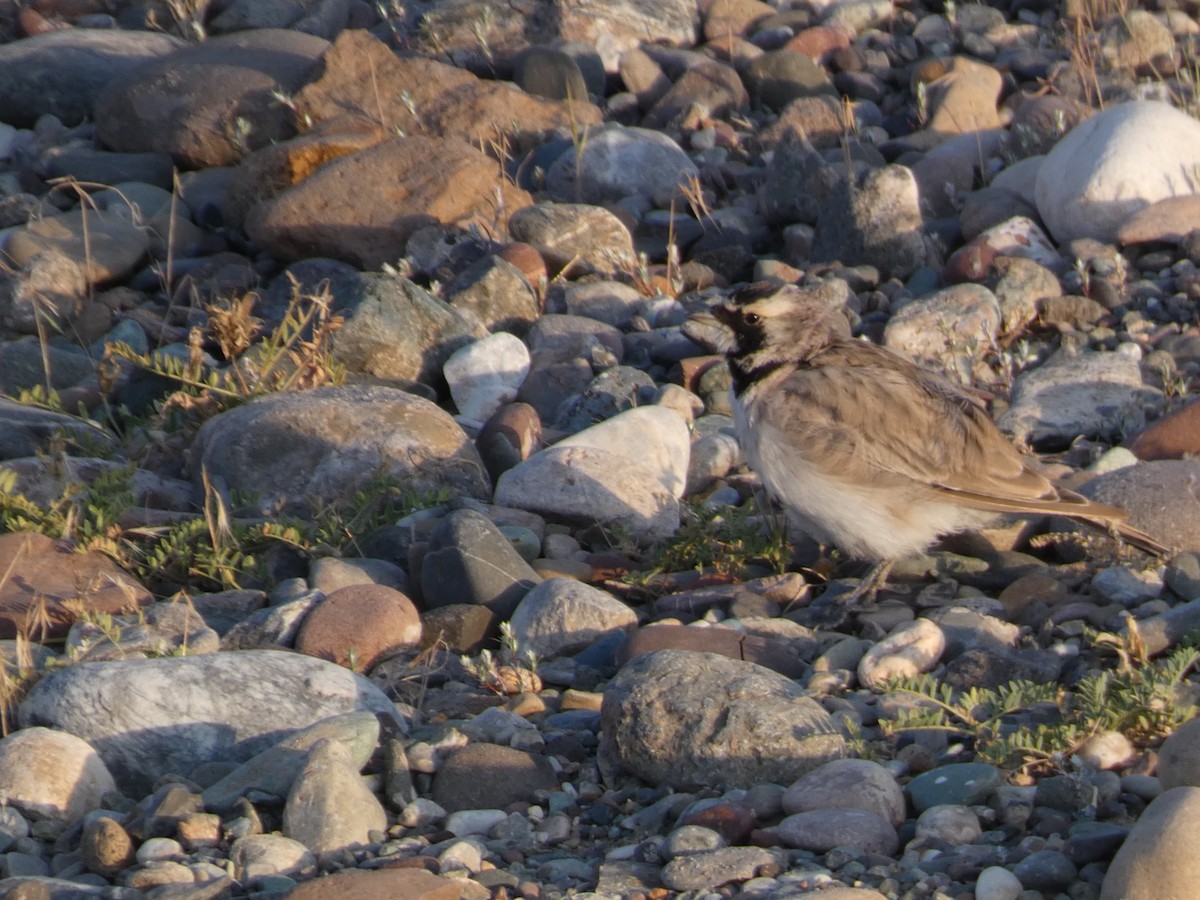 ハマヒバリ - ML644360710