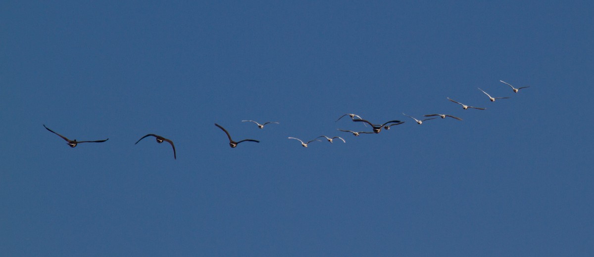 husa sněžní - ML644360711