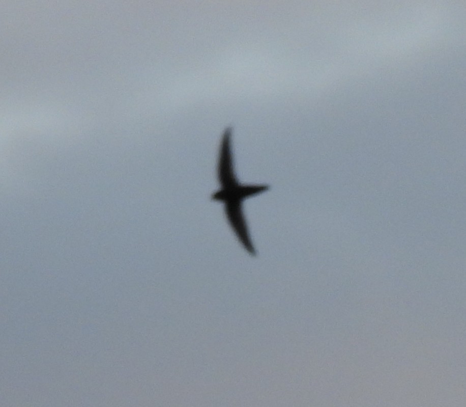 rorýs domácí - ML644360717