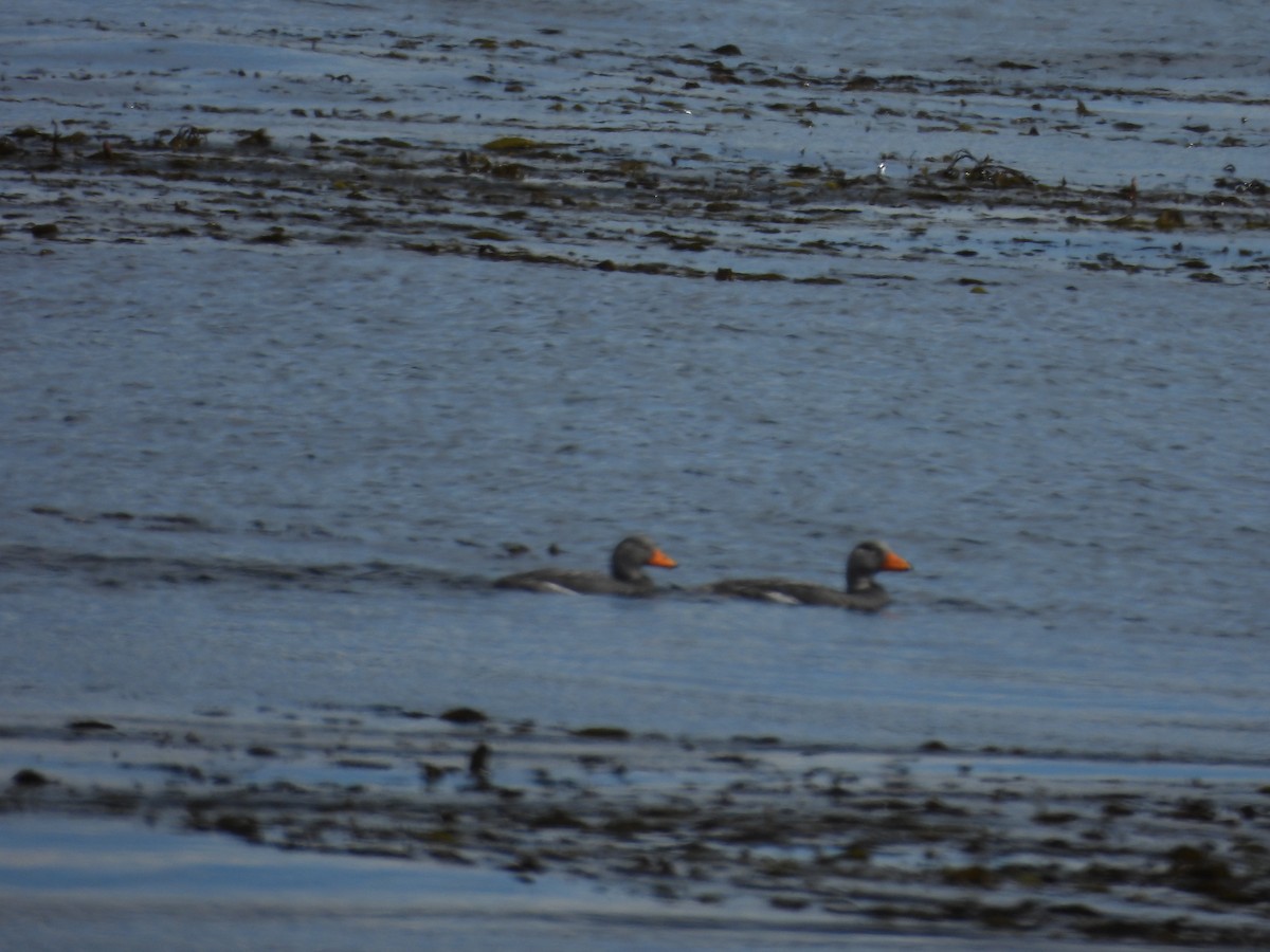 オオフナガモ - ML644360723