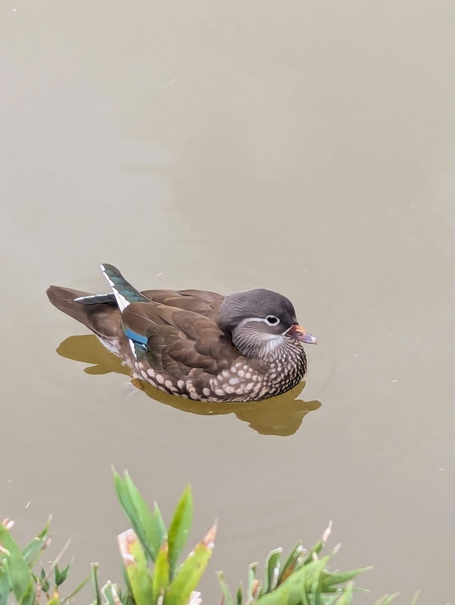 鴛鴦 - ML644360724