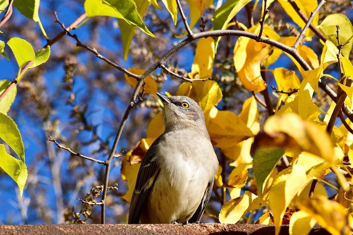 Northern Mockingbird - ML644360727