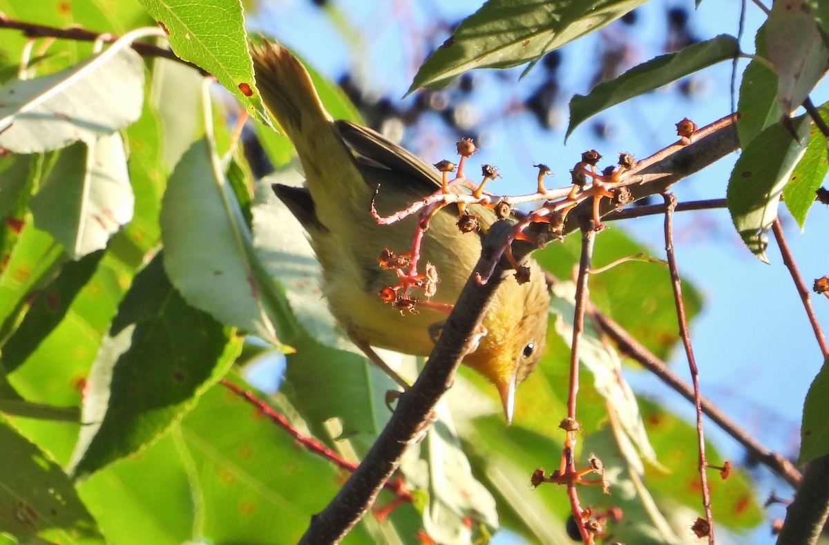 Common Yellowthroat - ML644360729