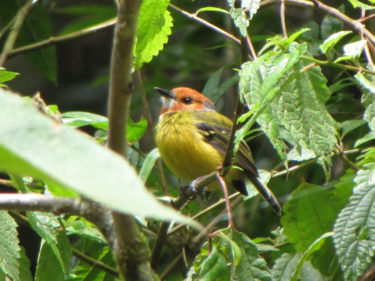 Johnson's Tody-Flycatcher - ML644360747