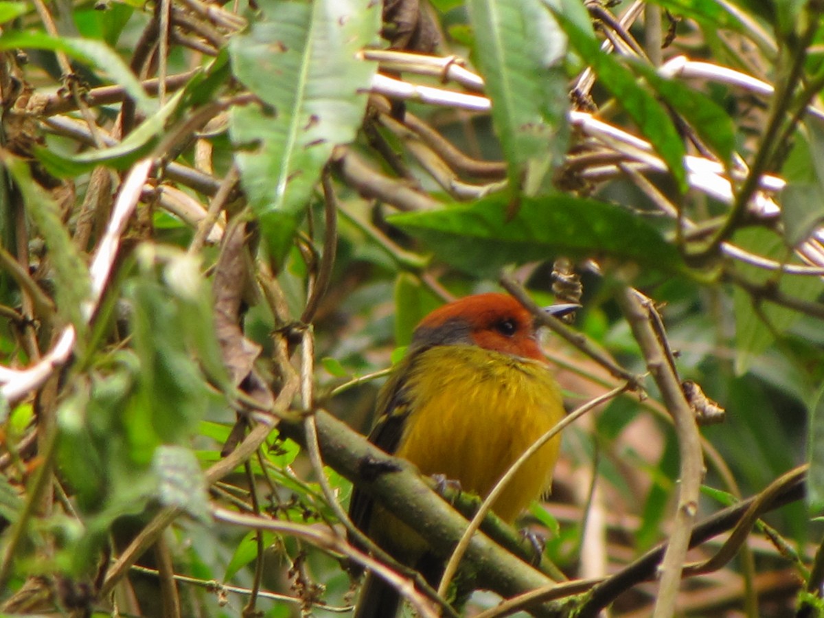 Johnson's Tody-Flycatcher - ML644360748