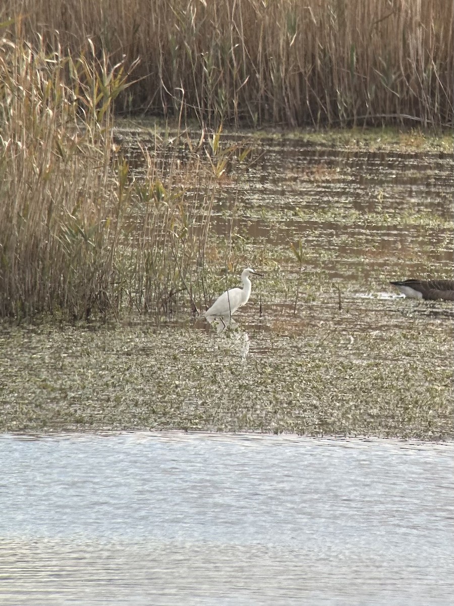 Snowy Egret - ML644360749