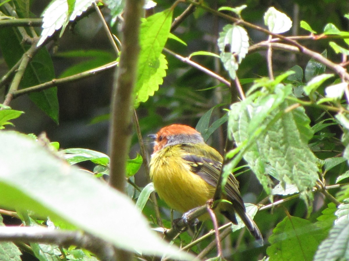 Johnson's Tody-Flycatcher - ML644360750