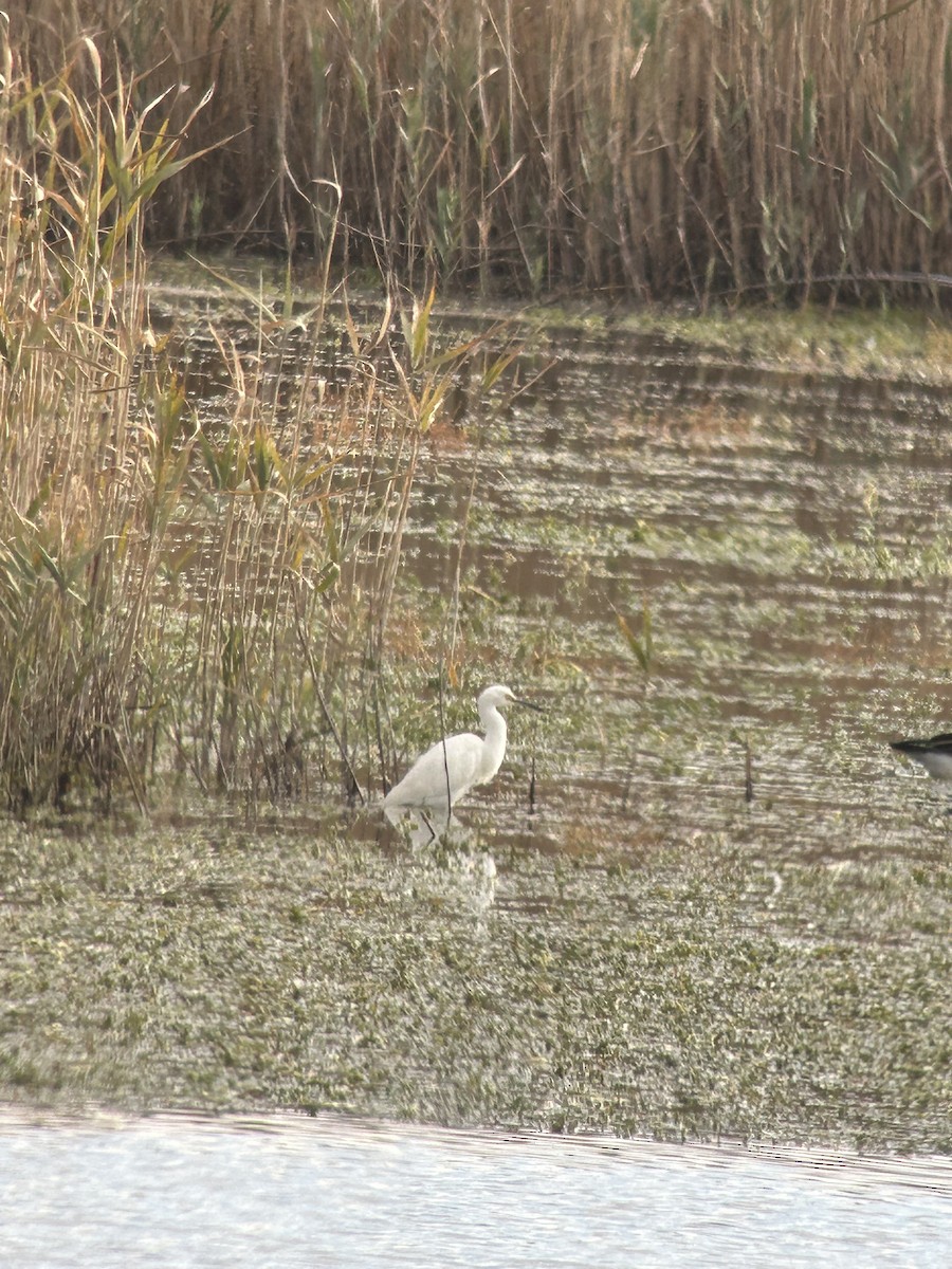 Snowy Egret - ML644360751
