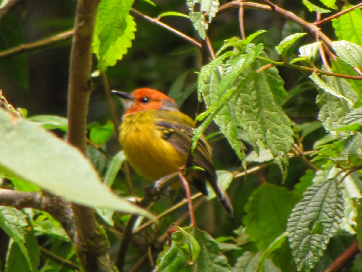 Johnson's Tody-Flycatcher - ML644360752