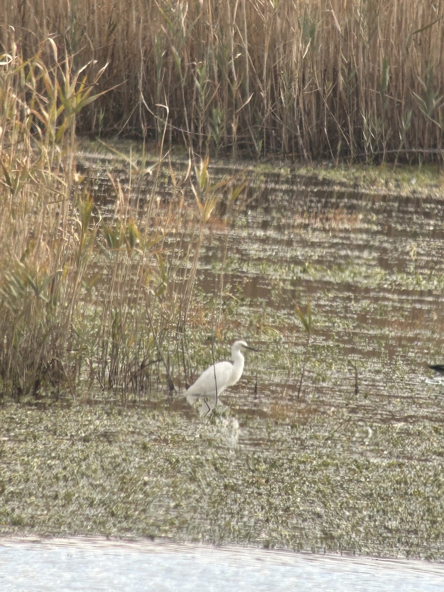 Snowy Egret - ML644360753