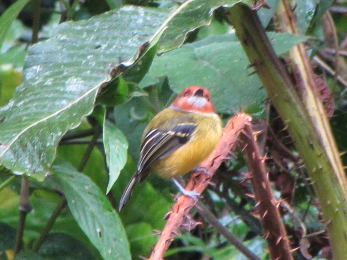 Johnson's Tody-Flycatcher - ML644360759