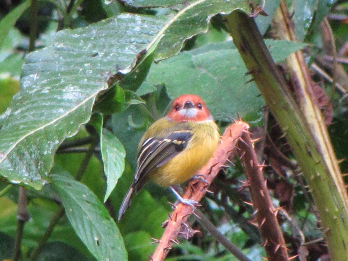 Johnson's Tody-Flycatcher - ML644360760