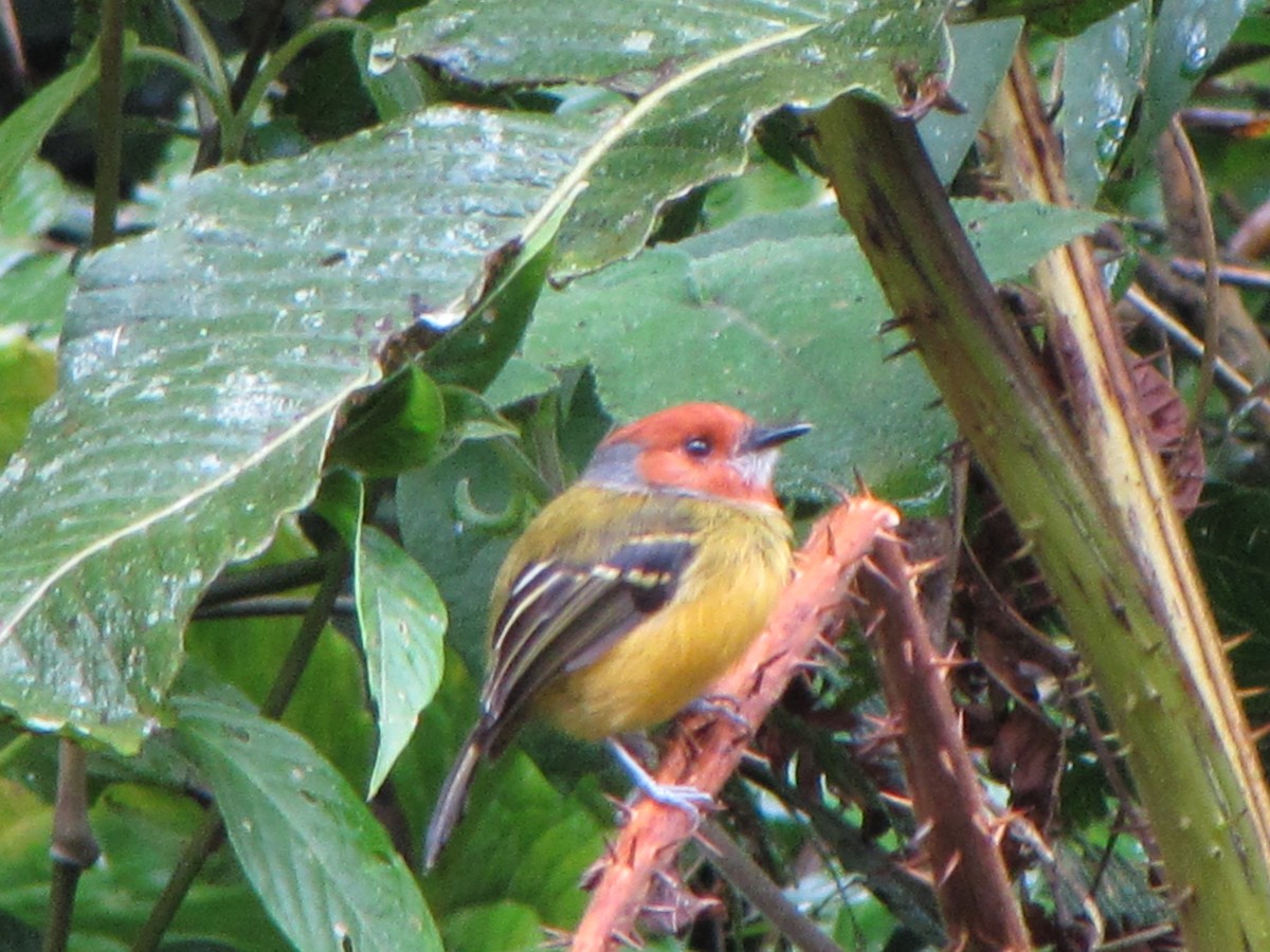 Johnson's Tody-Flycatcher - ML644360761