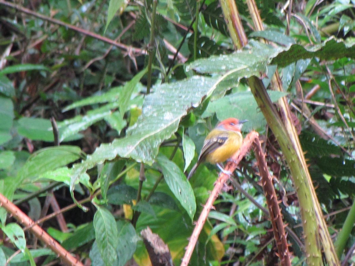 Johnson's Tody-Flycatcher - ML644360762
