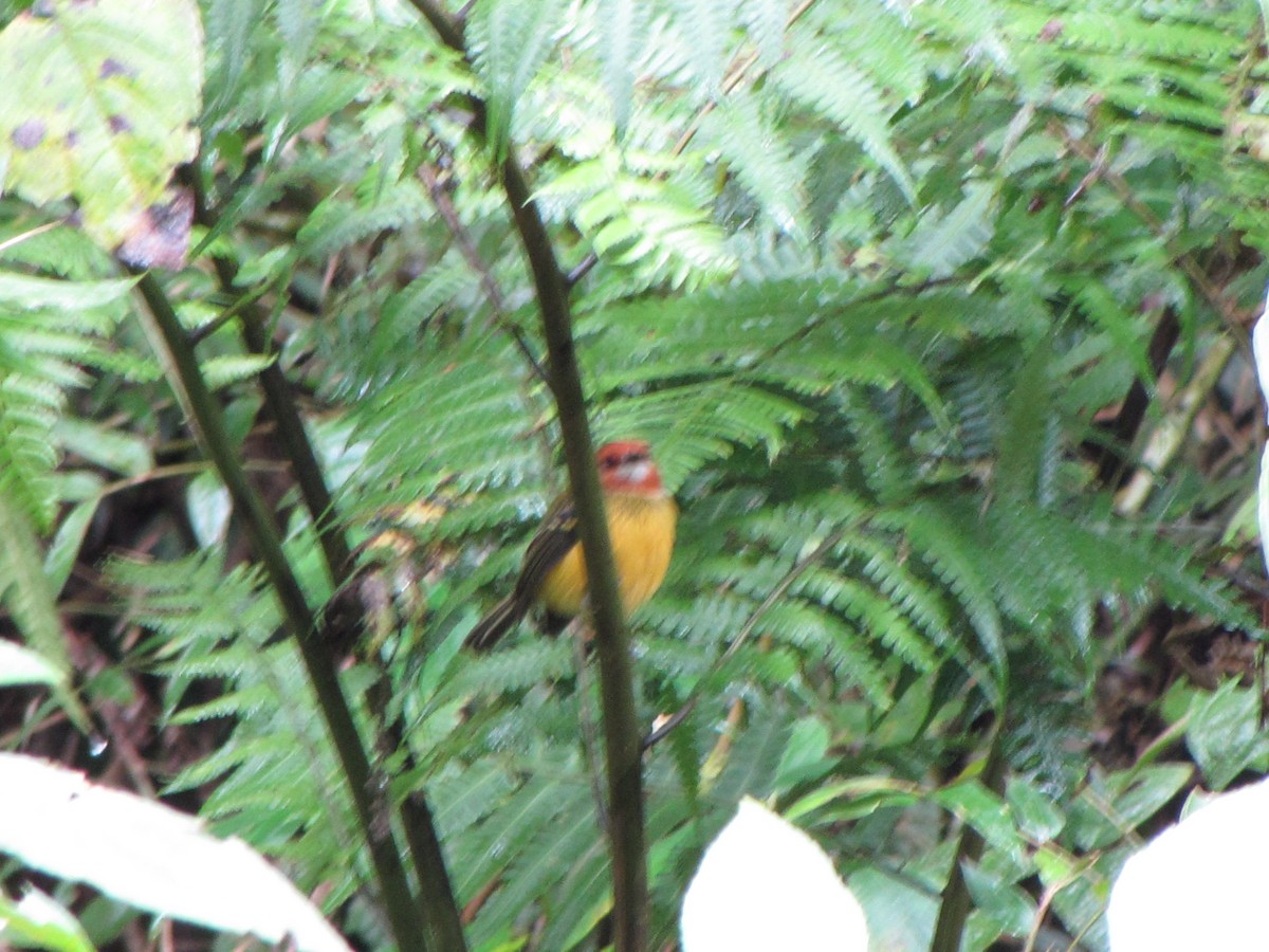 Johnson's Tody-Flycatcher - ML644360763
