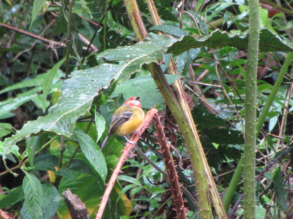 Johnson's Tody-Flycatcher - ML644360764